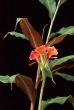 Hedychium greenii